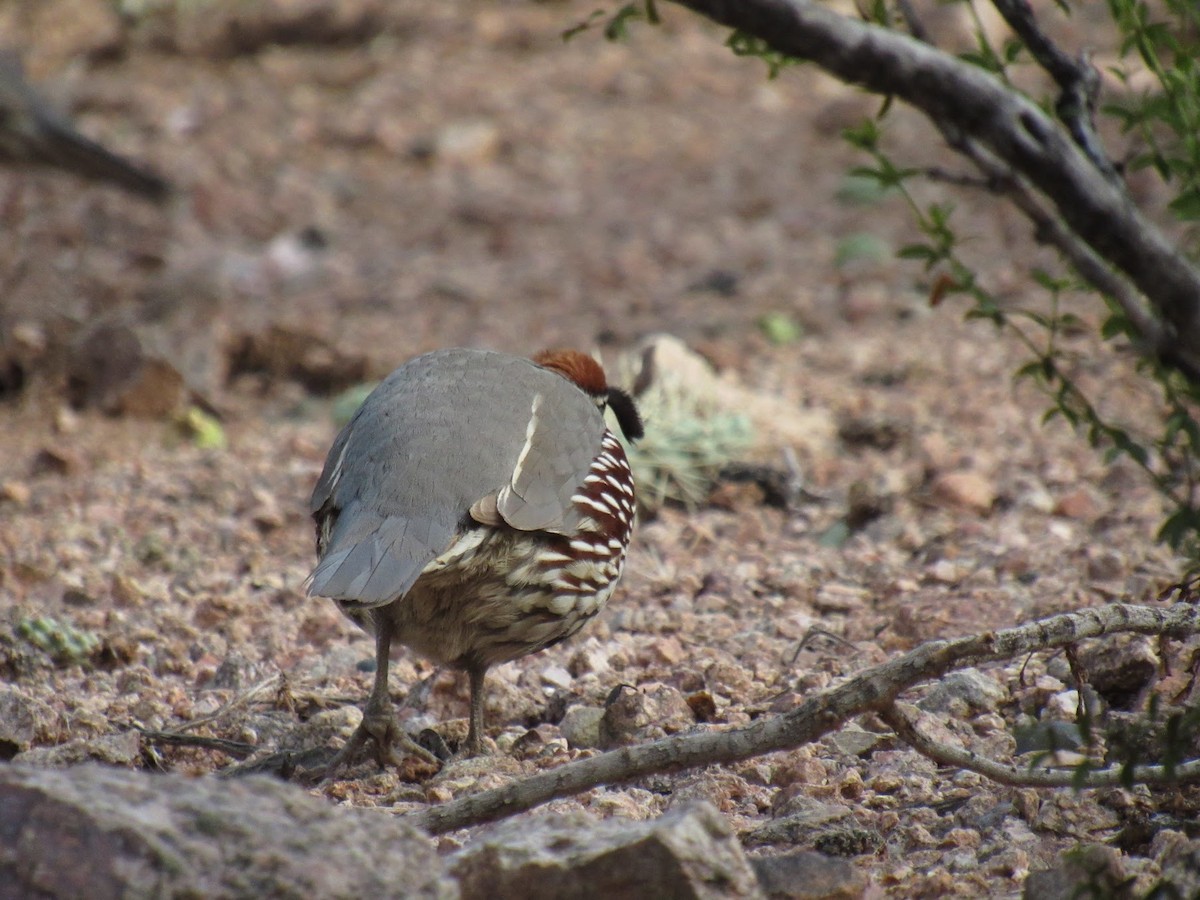 Gambel's Quail - ML647775062