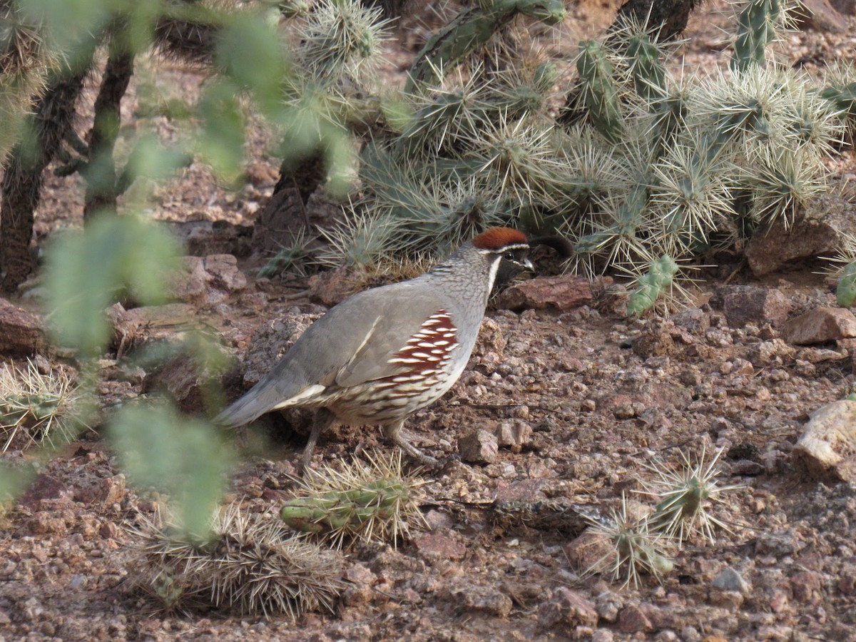 Gambel's Quail - ML647775063