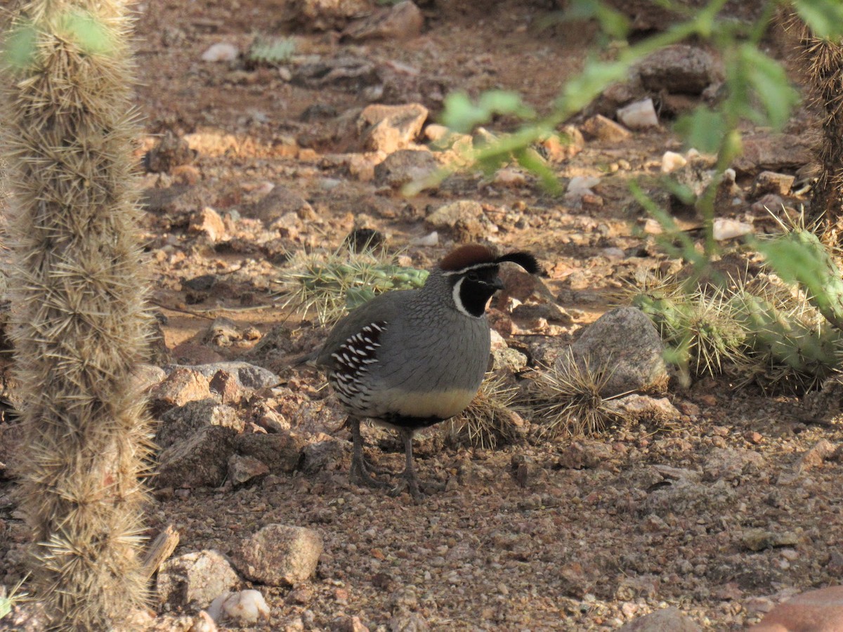 Gambel's Quail - ML647775064