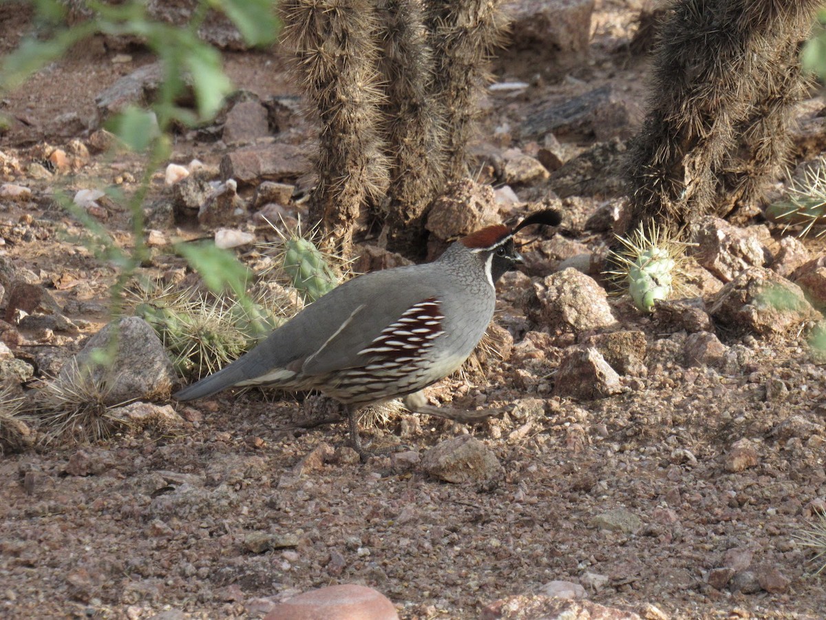 Gambel's Quail - ML647775065