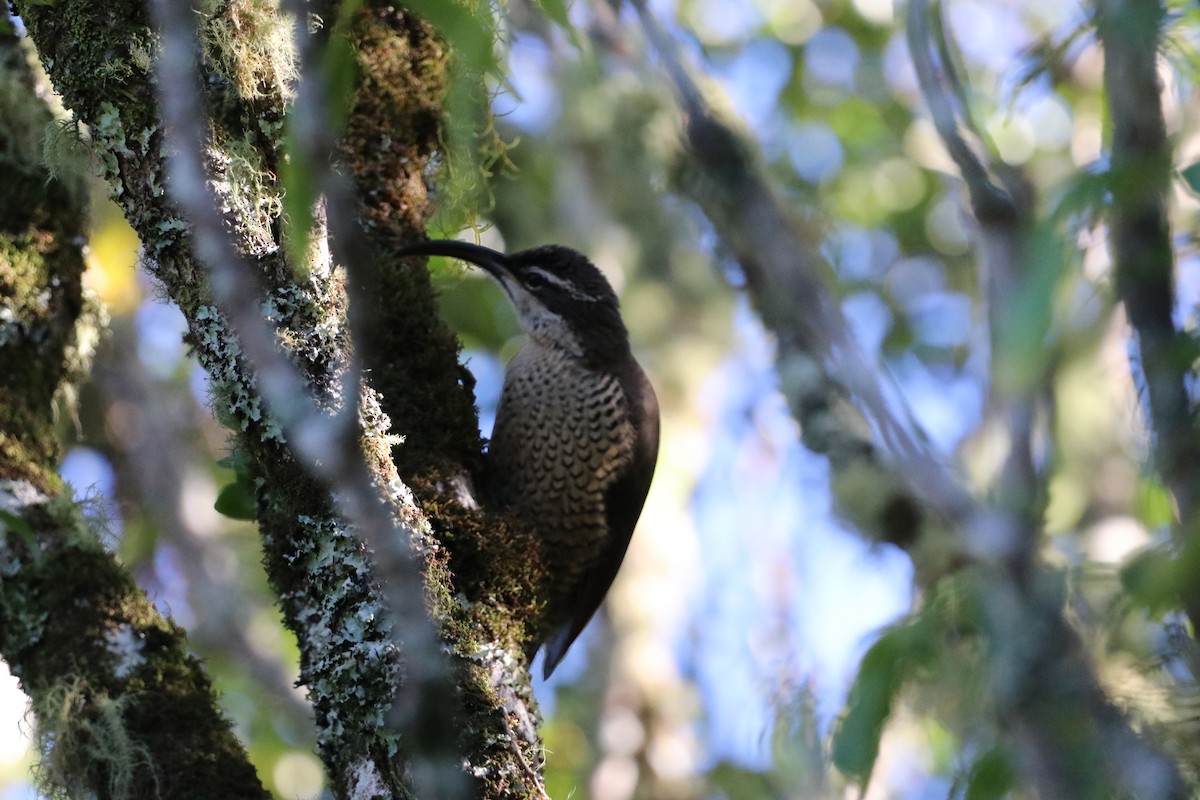 Tıslayan Karatüfek - ML647775073