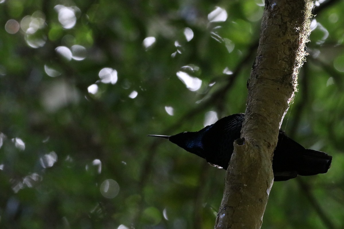 Tıslayan Karatüfek - ML647775074