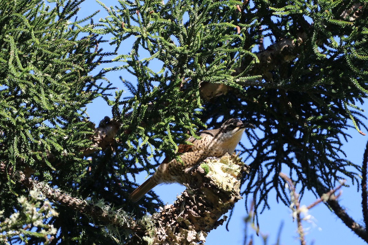 Tıslayan Karatüfek - ML647775076