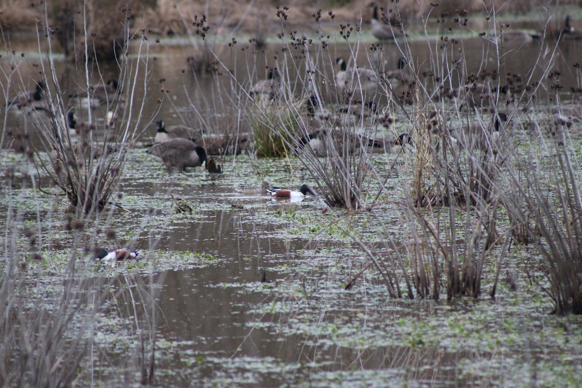 Cuchara Común - ML647775085