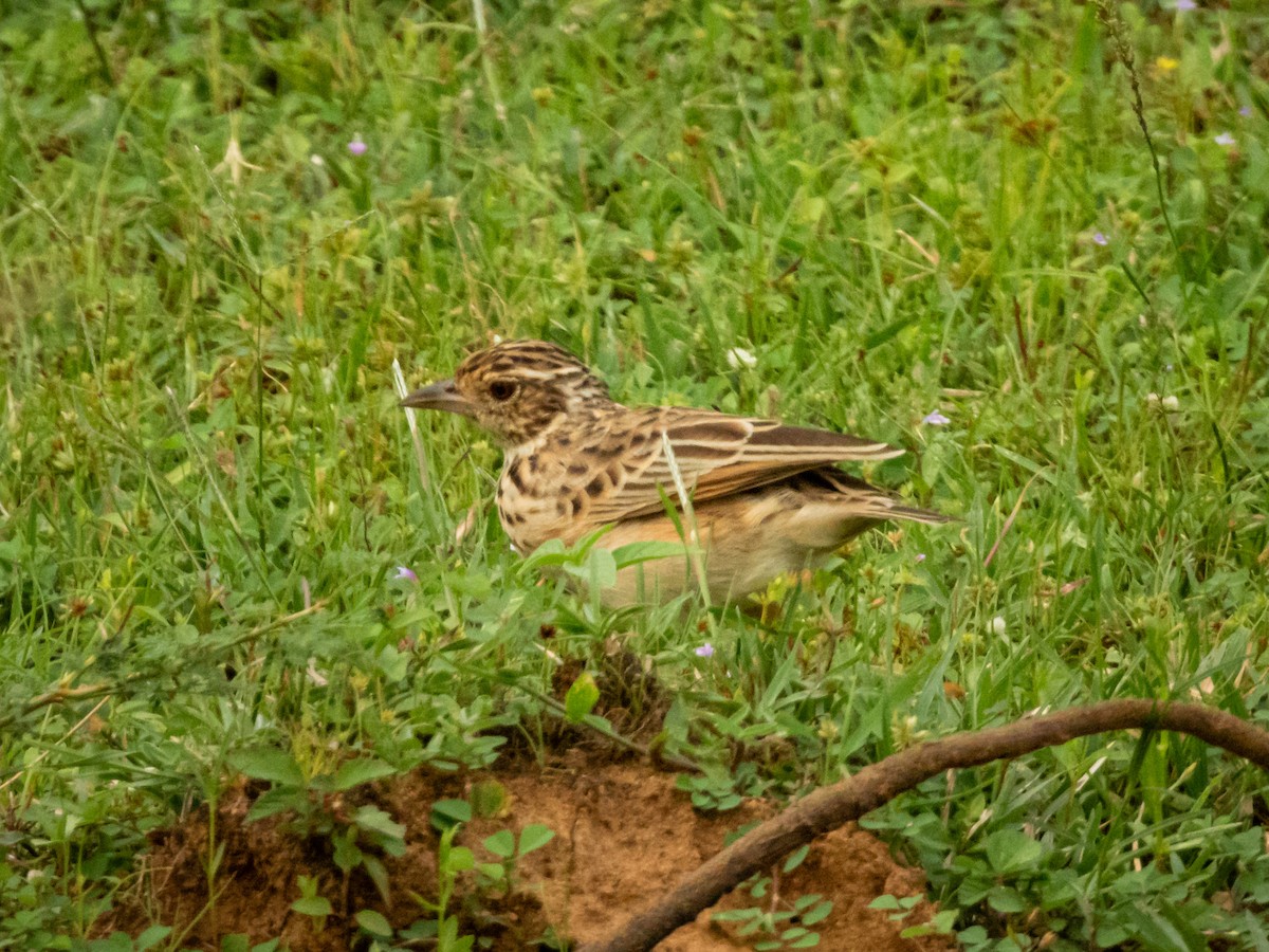 Jerdon's Bushlark - ML647775096