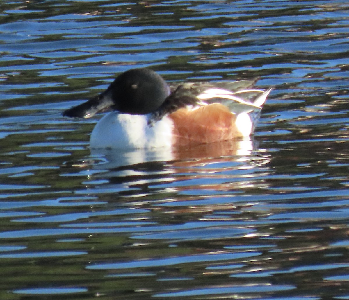 Cuchara Común - ML647775100