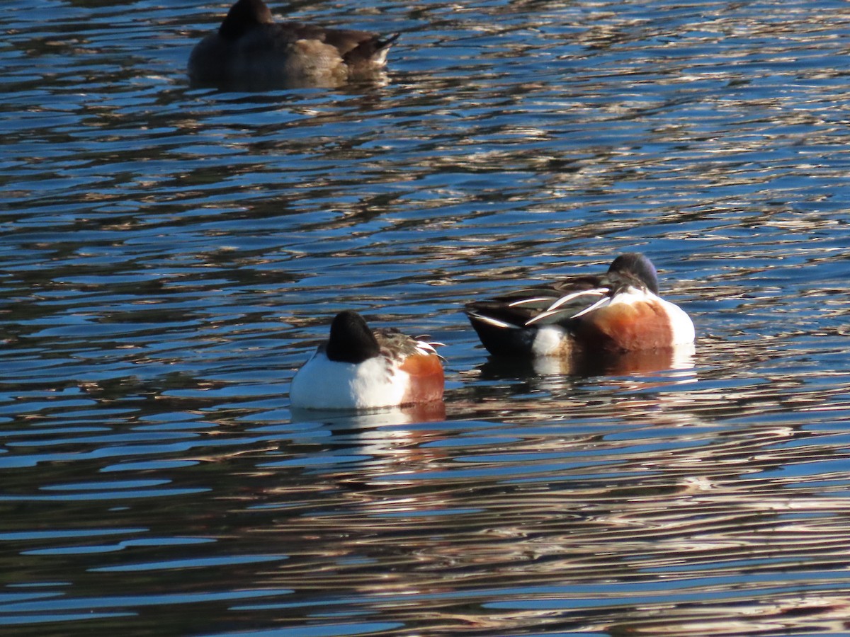 Cuchara Común - ML647775101