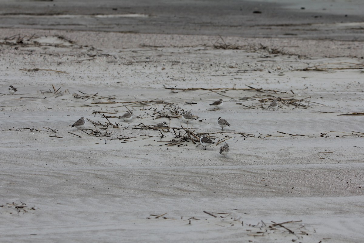 Piping Plover - ML647775120
