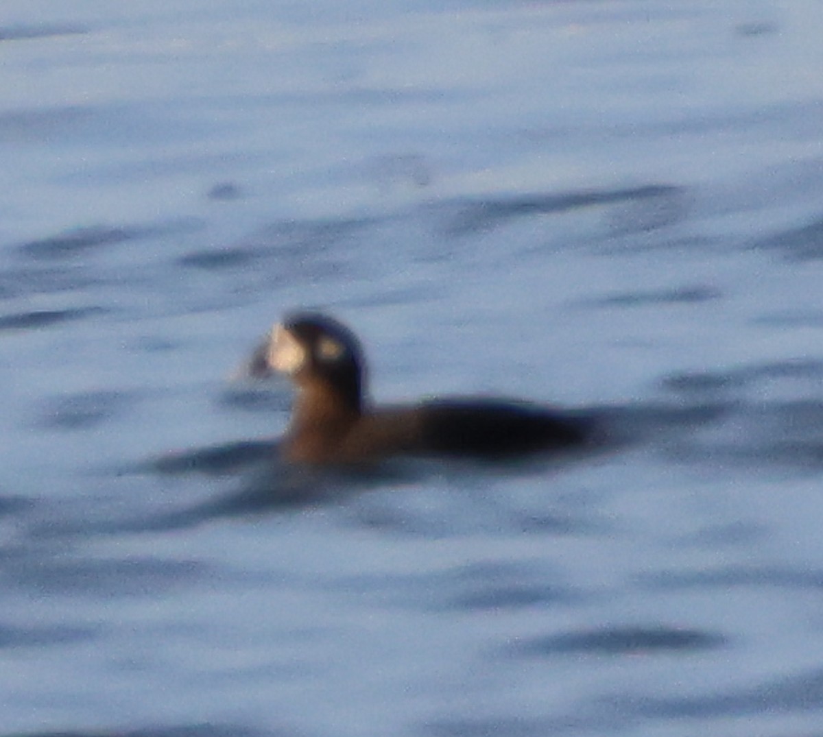 Harlequin Duck - ML647775140