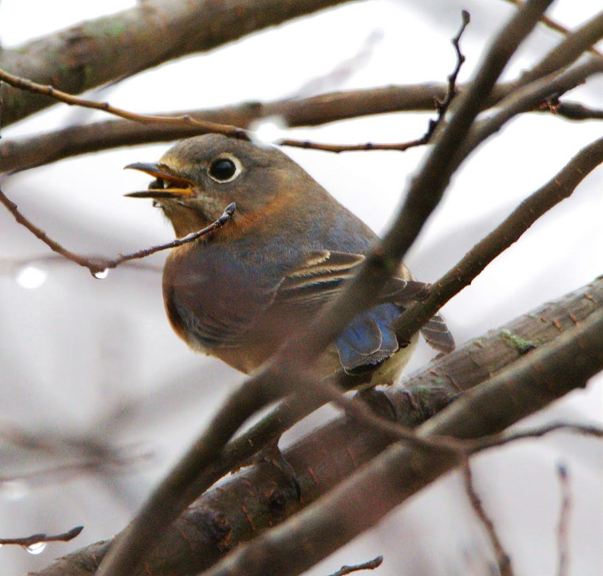 Eastern Bluebird - ML647775171