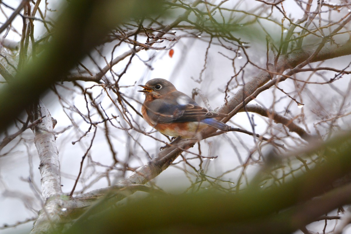 Eastern Bluebird - ML647775172