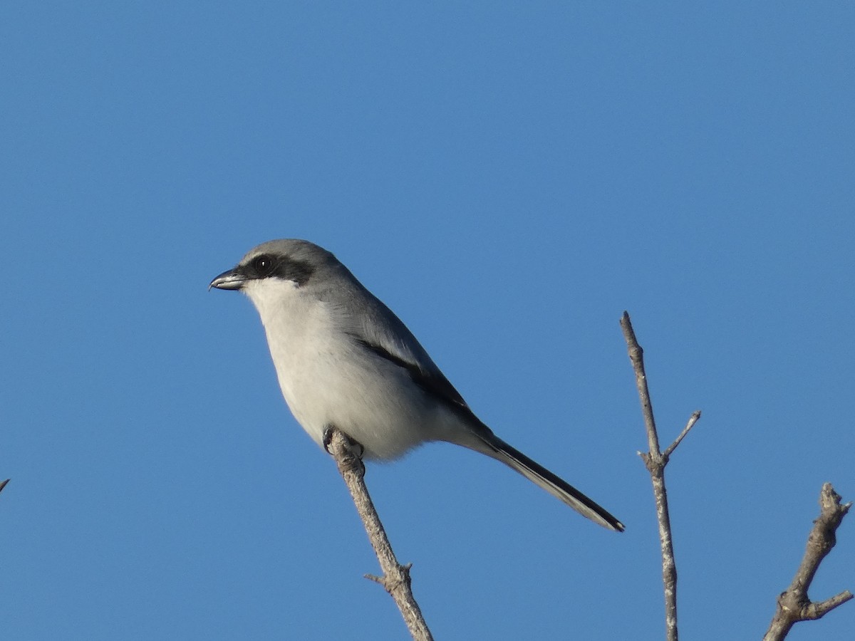 Loggerhead Shrike - ML647775182