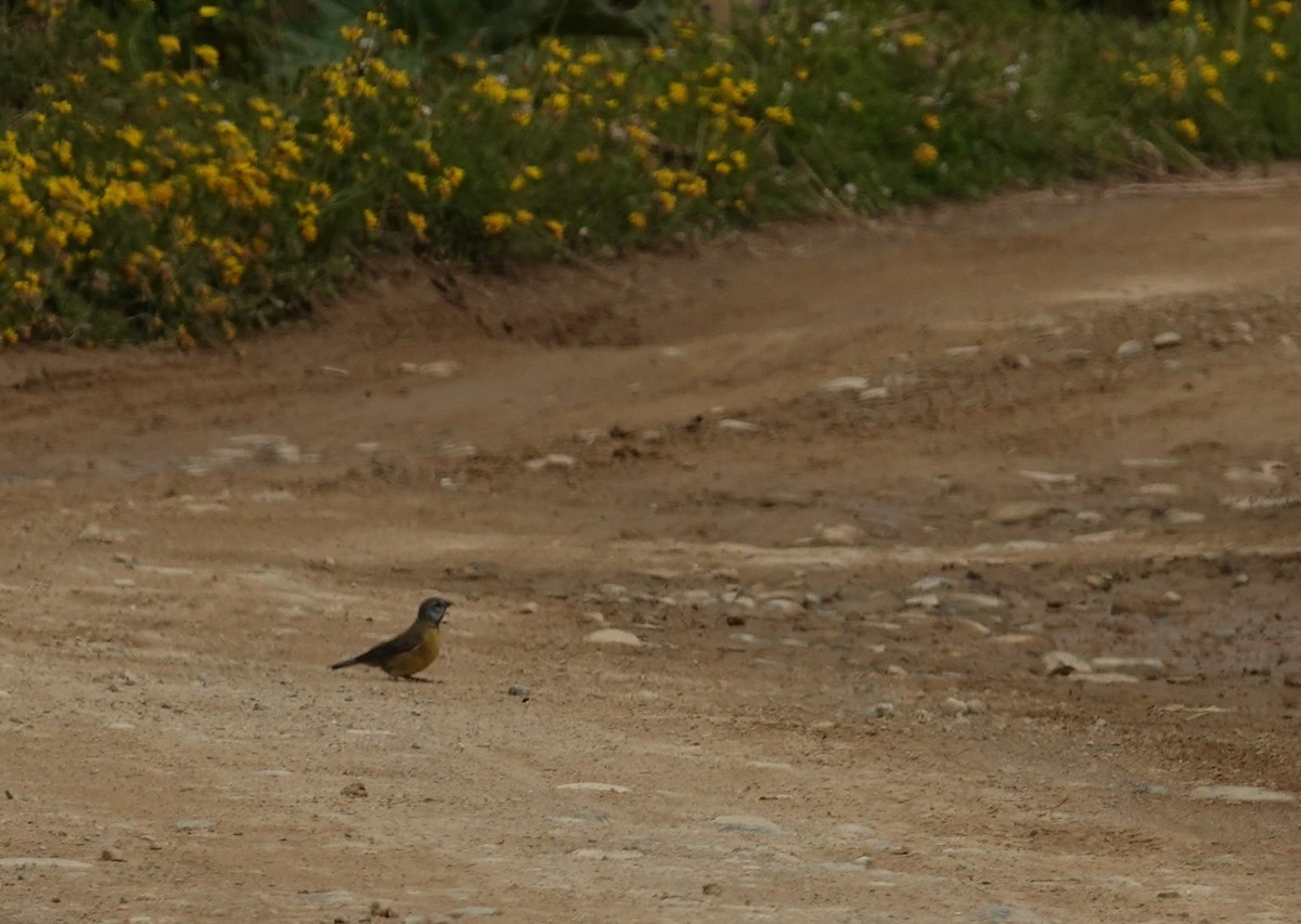 Patagonian Sierra Finch - ML647775200