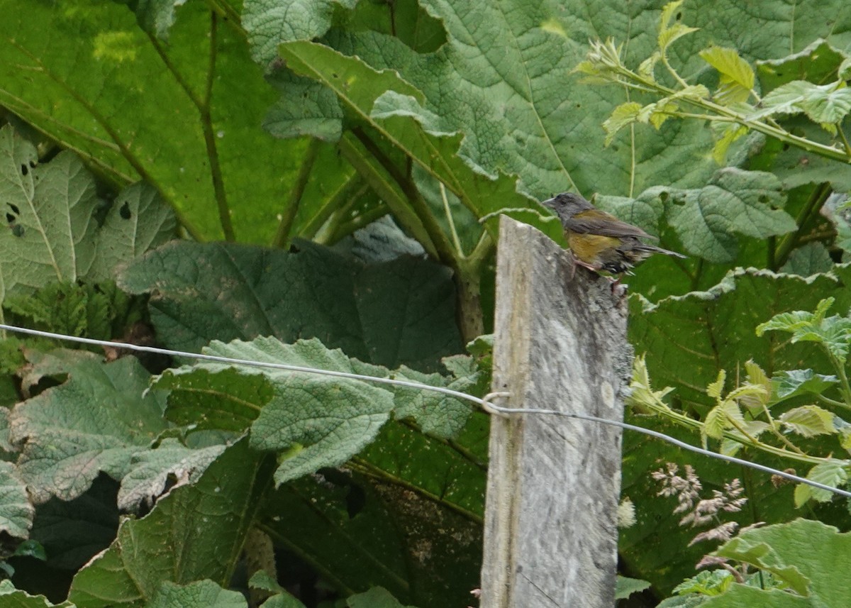 Patagonian Sierra Finch - ML647775201