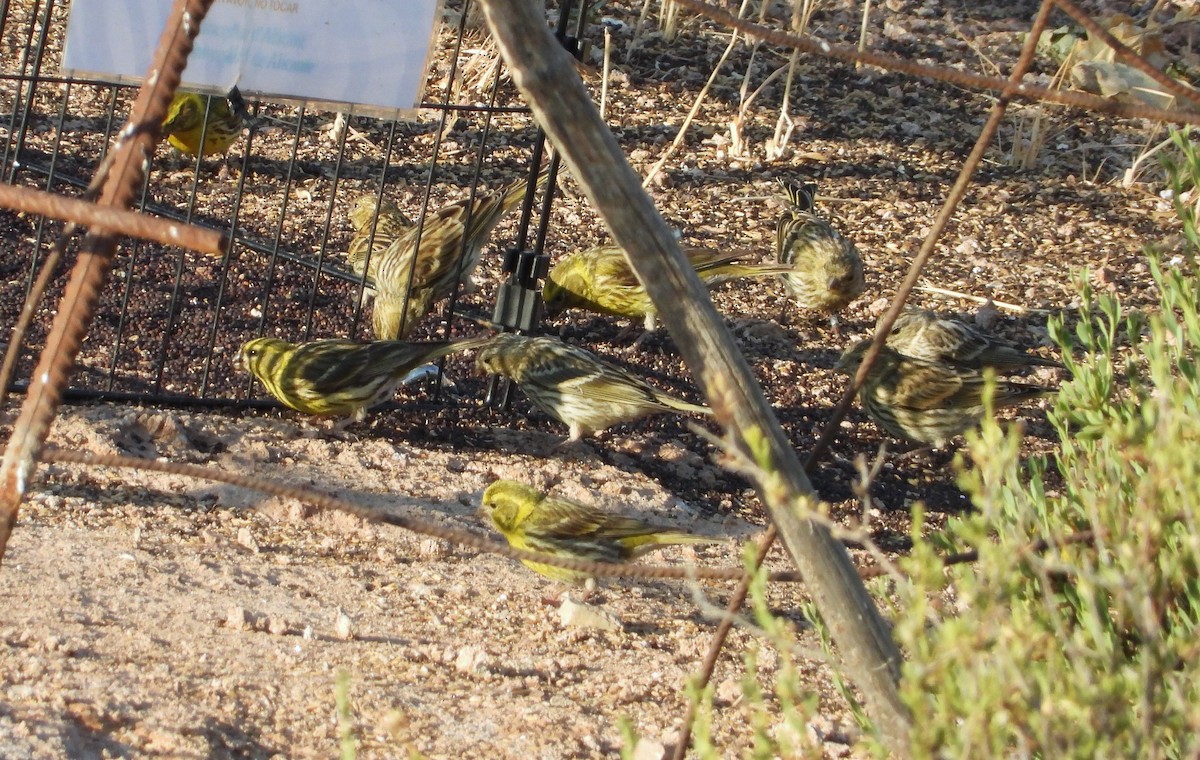 European Serin - ML647775209