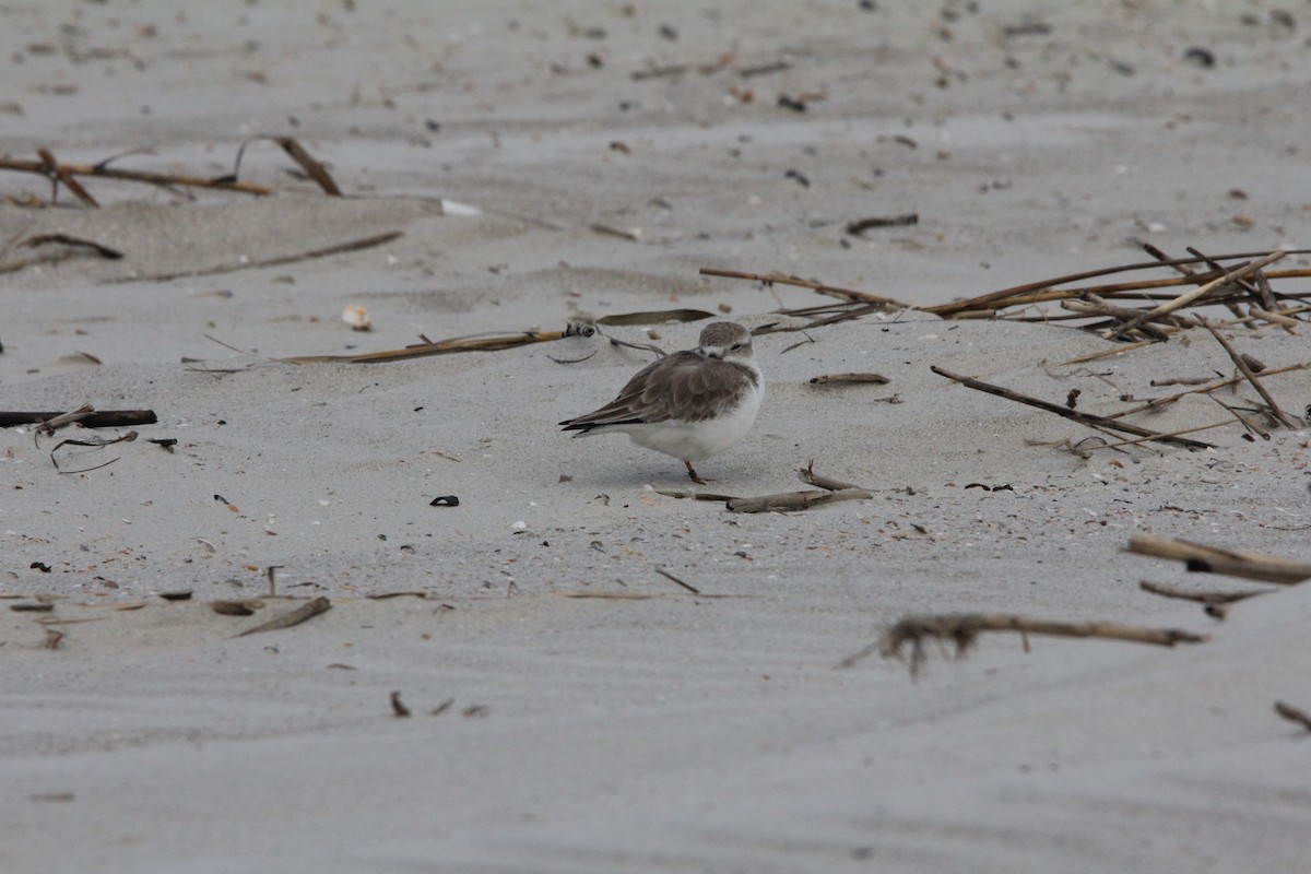 Piping Plover - ML647775237