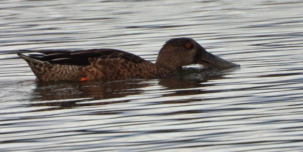 Cuchara Común - ML647775259