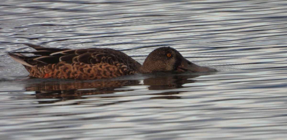 Cuchara Común - ML647775260