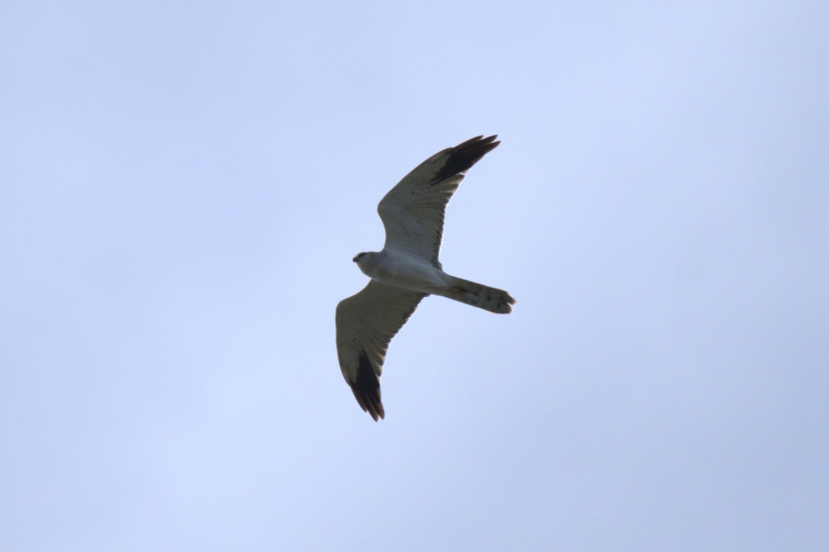 Aguilucho Papialbo - ML647775288