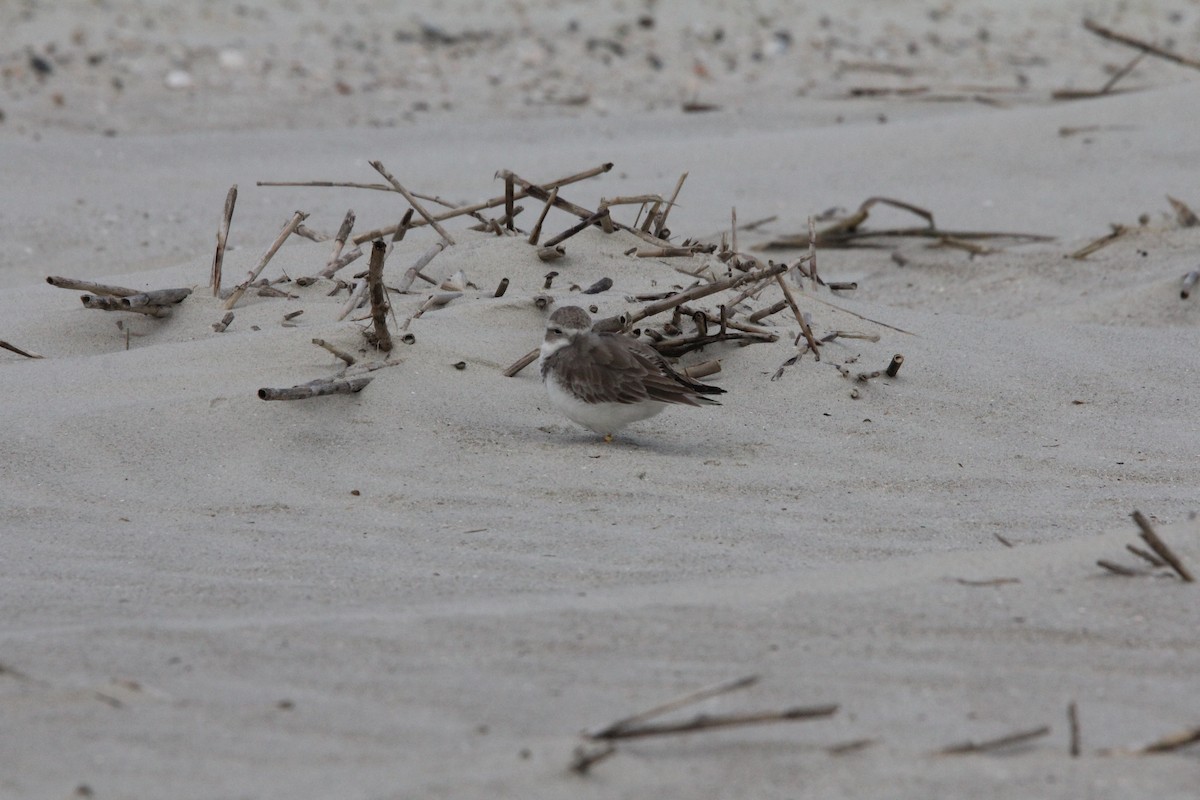 Piping Plover - ML647775290