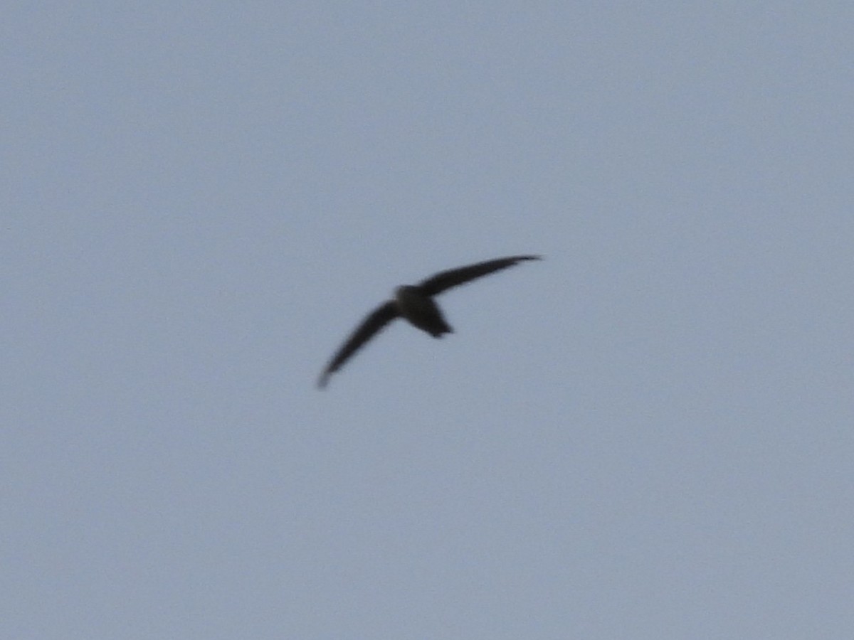 Vaux's Swift (Vaux's) - ML647775307