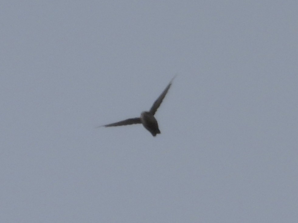 Vaux's Swift (Vaux's) - ML647775308