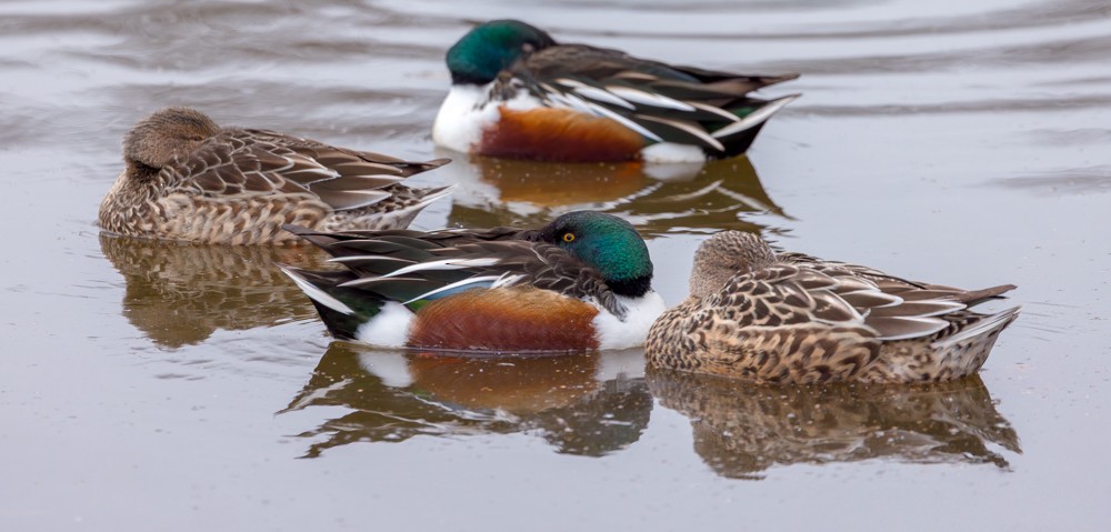 Cuchara Común - ML647775315