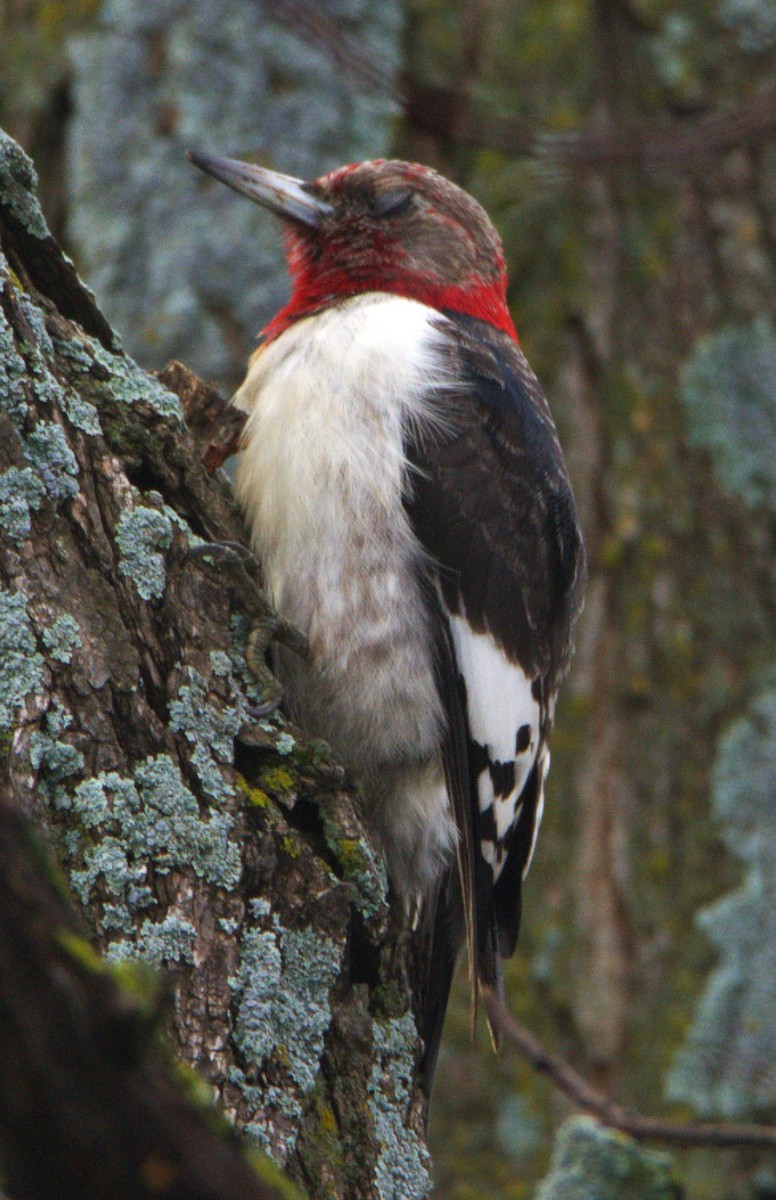 Red-headed Woodpecker - ML647775321