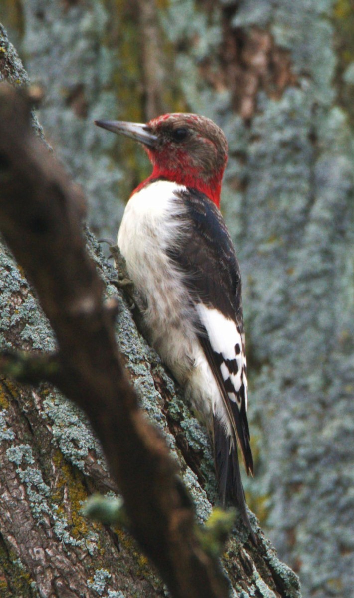 Red-headed Woodpecker - ML647775322