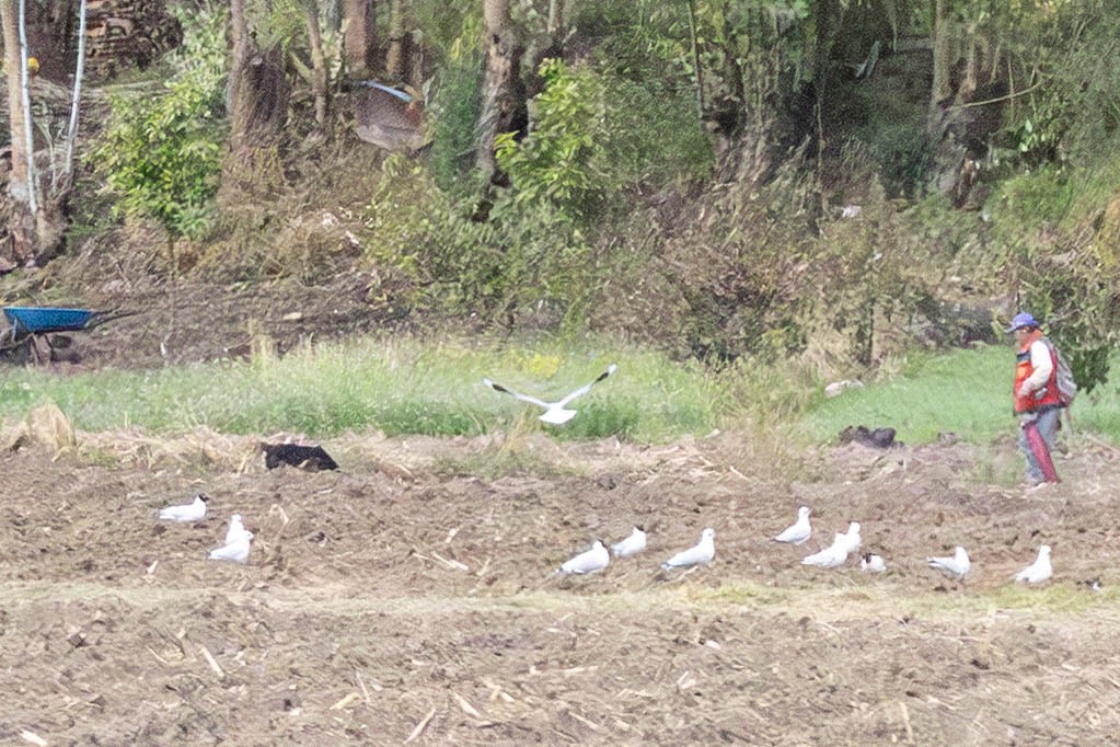 Mouette des Andes - ML647775350