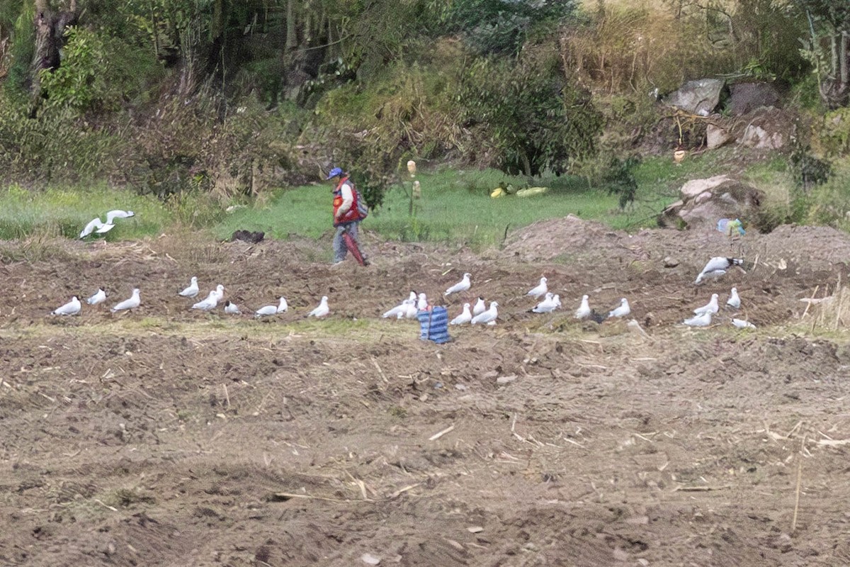 Mouette des Andes - ML647775351