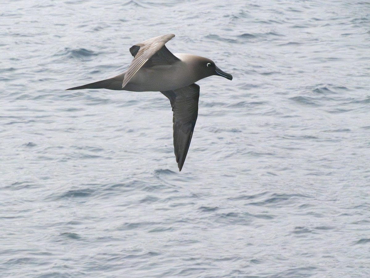 Graumantelalbatros - ML647775366