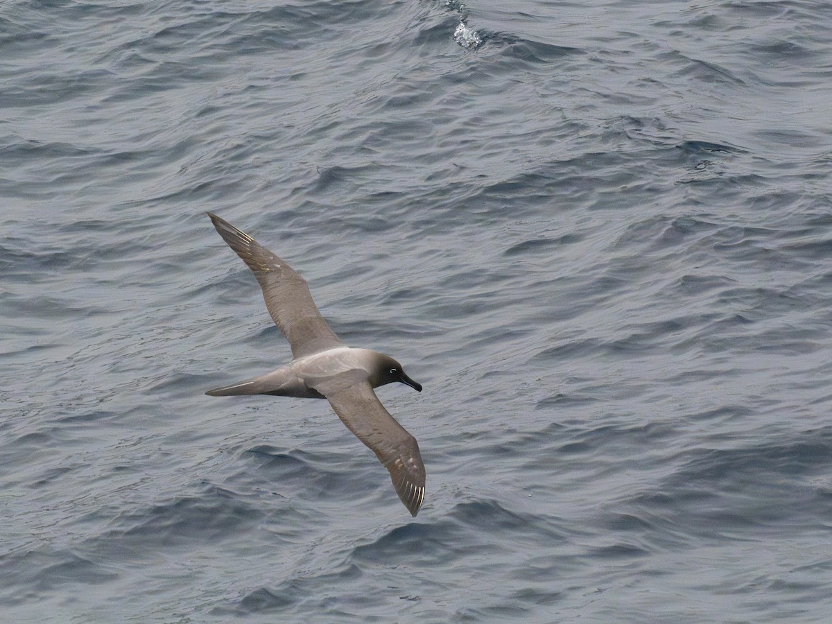 Graumantelalbatros - ML647775367