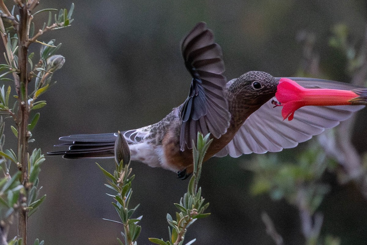 Giant Hummingbird - ML647775385