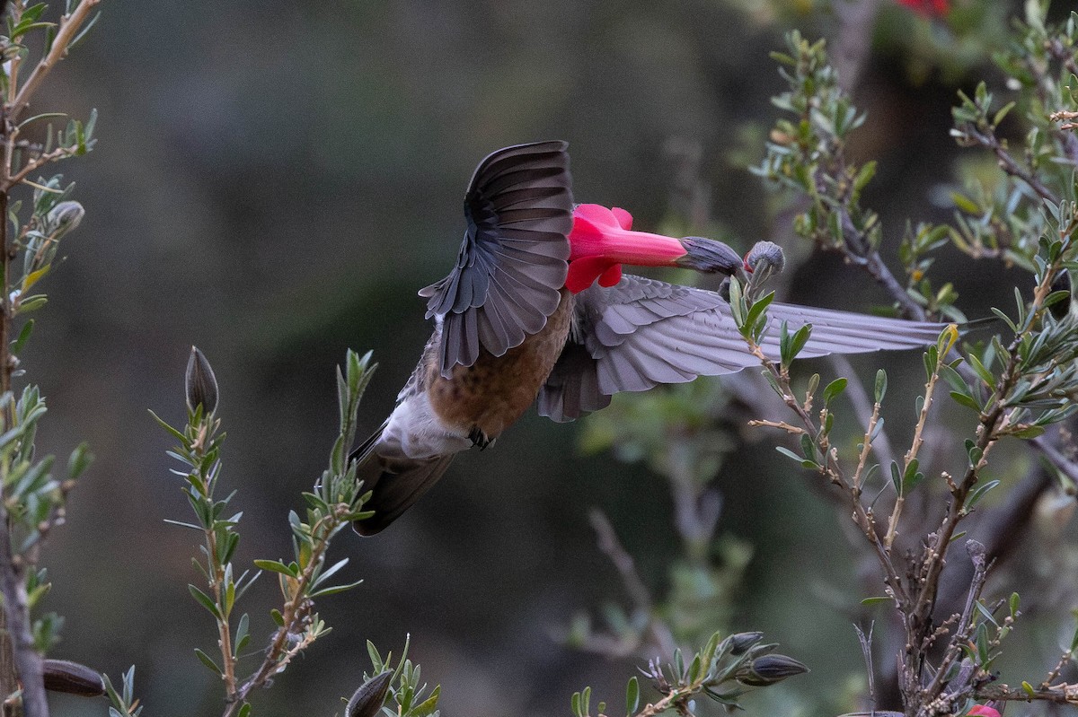 Giant Hummingbird - ML647775386