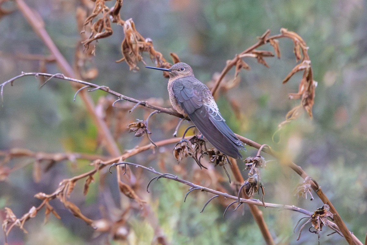 Giant Hummingbird - ML647775387
