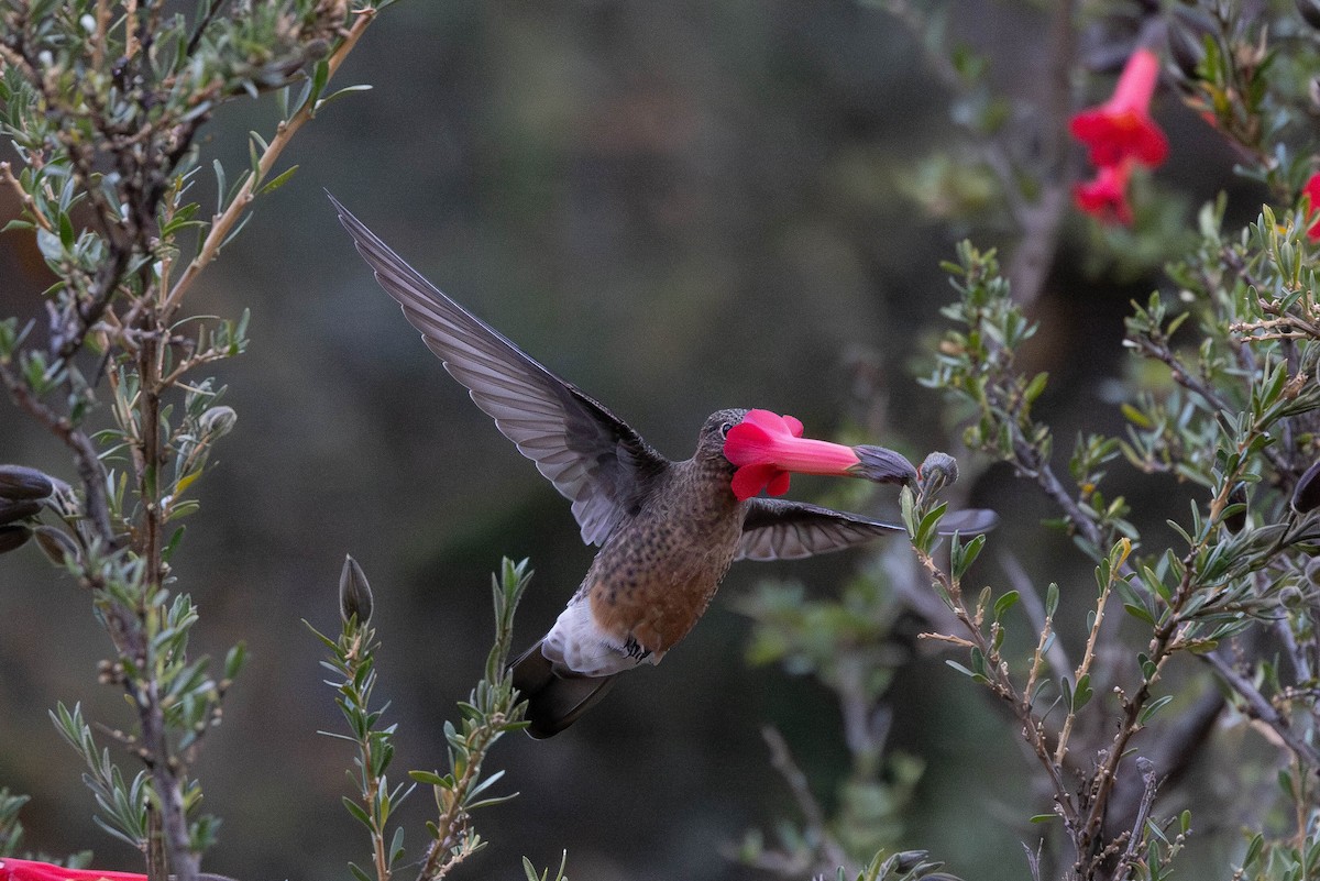 Giant Hummingbird - ML647775389