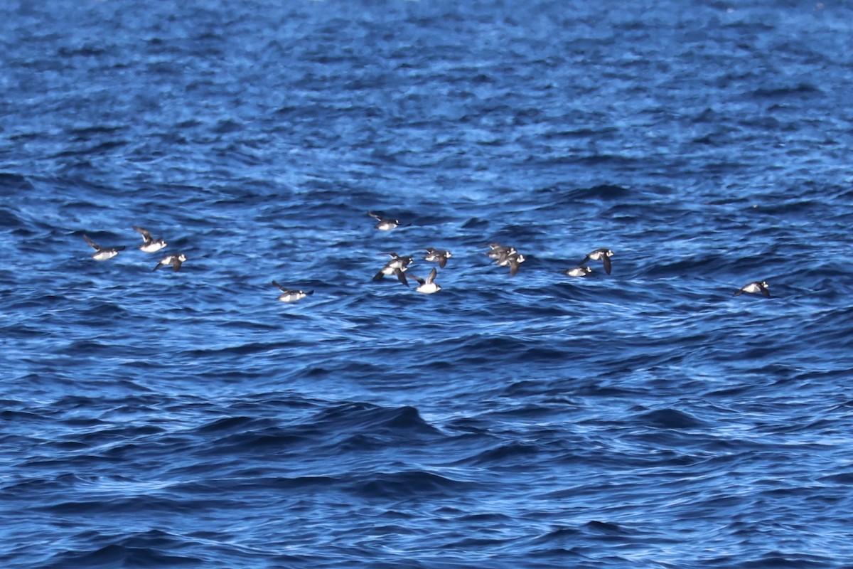 alkekonge - ML647775429