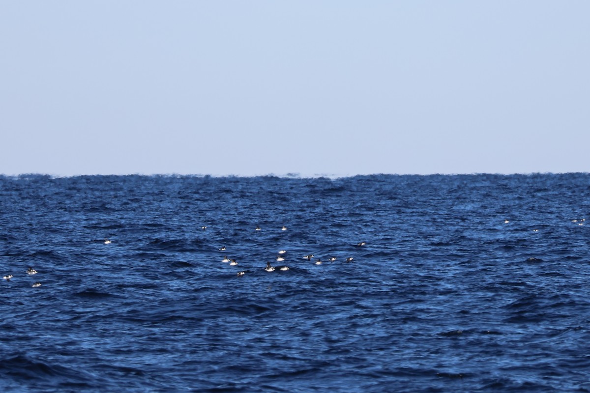 alkekonge - ML647775430