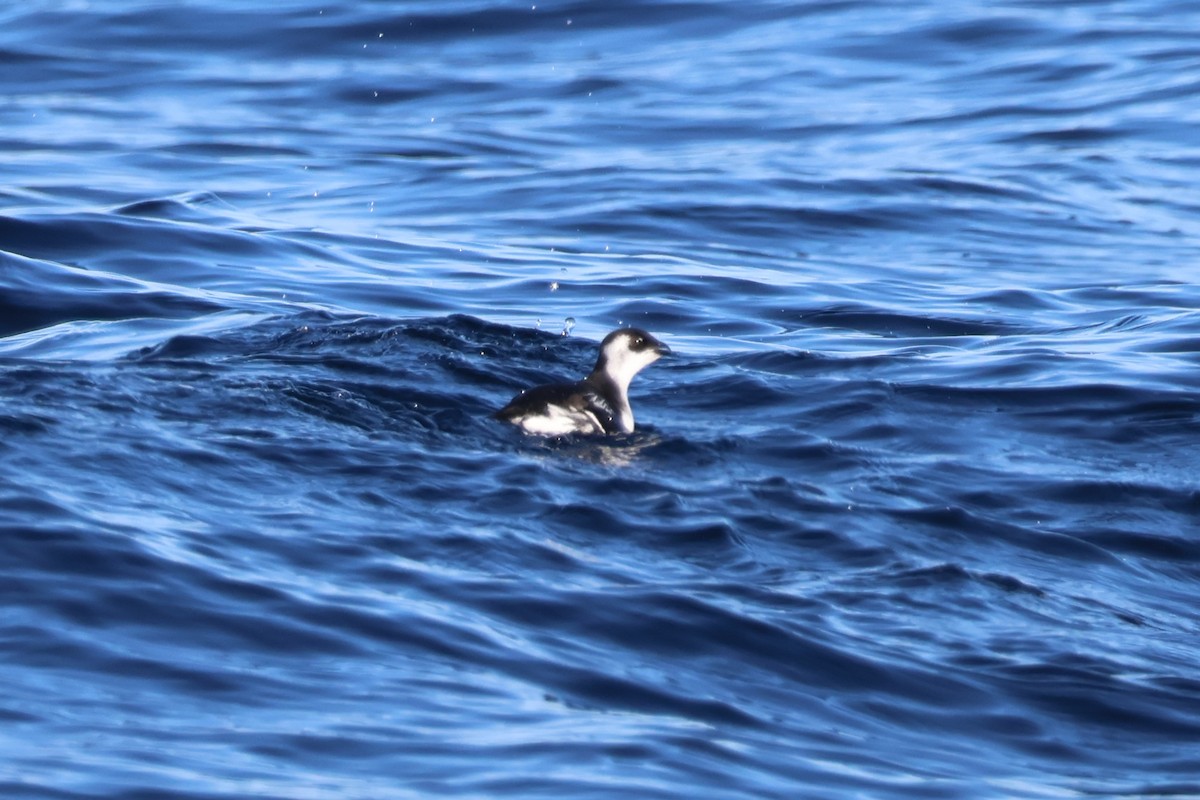 alkekonge - ML647775435