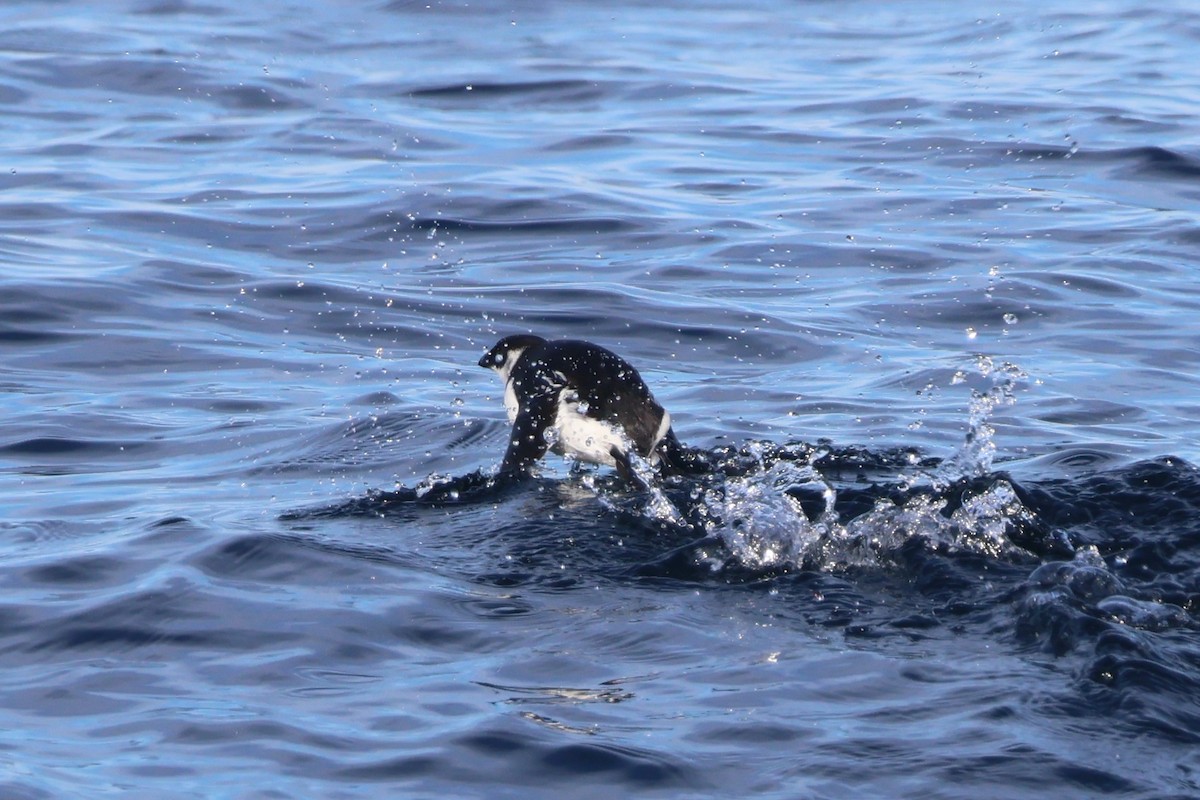 alkekonge - ML647775443