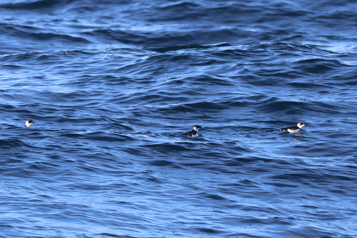 alkekonge - ML647775444