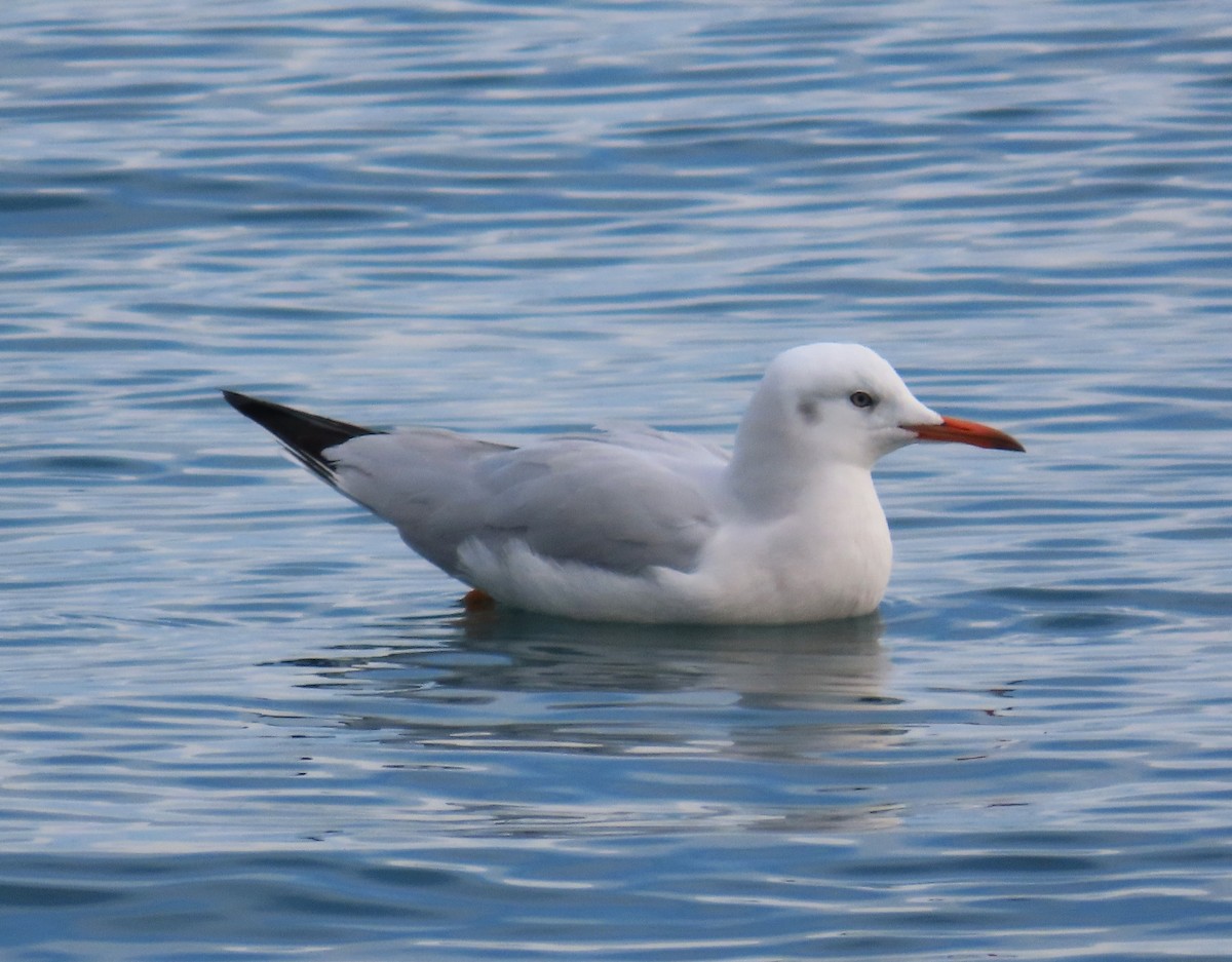 Морской голубок - ML647775456