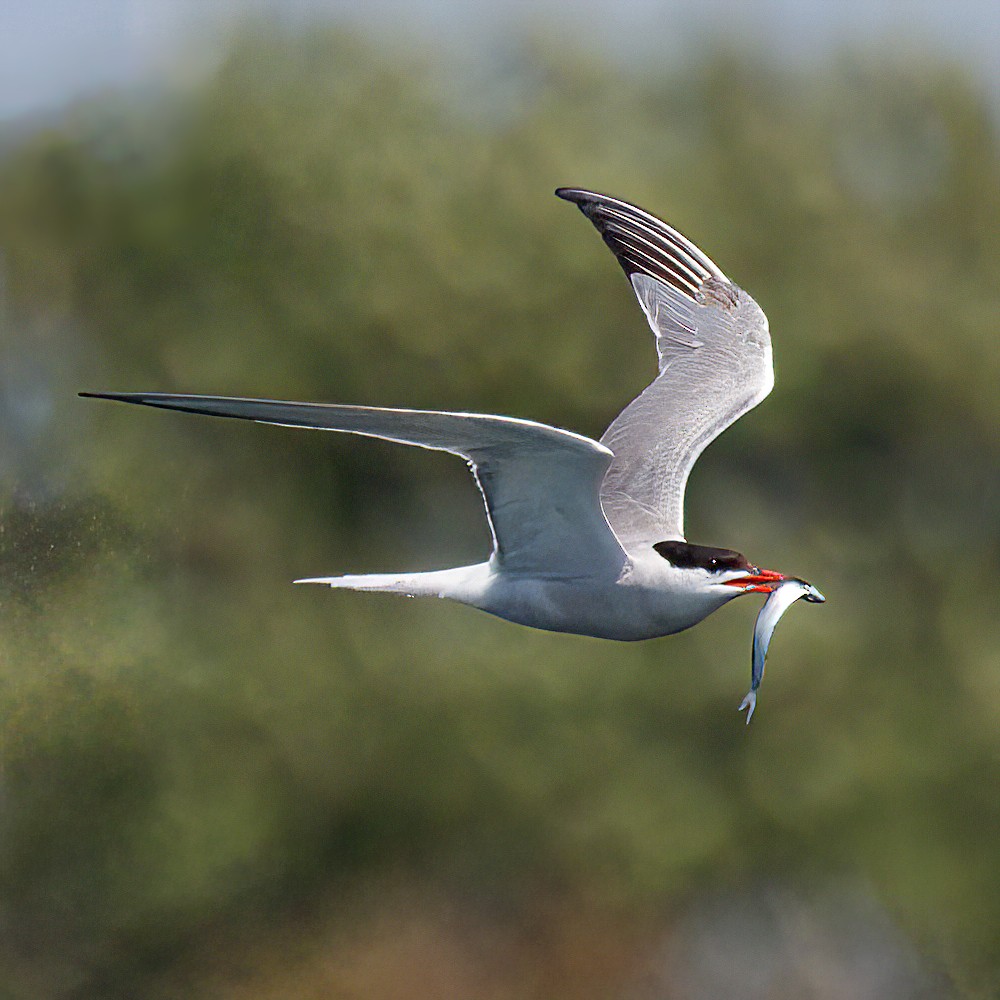 Sterna comune - ML647775459