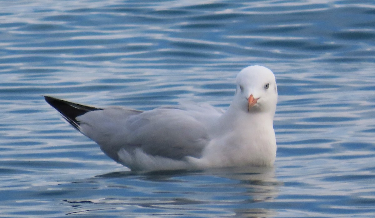 Морской голубок - ML647775473