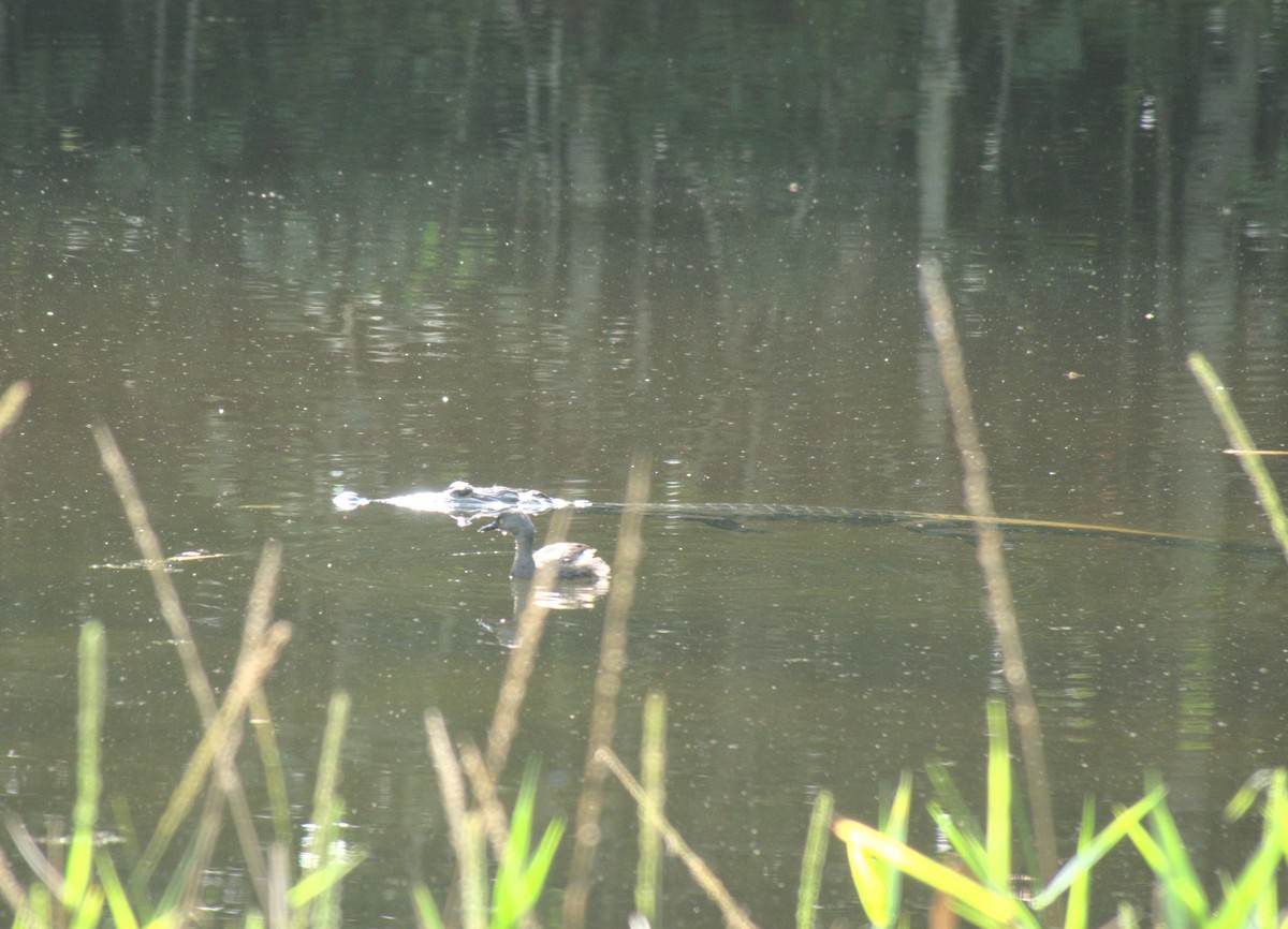 Least Grebe - ML647775476