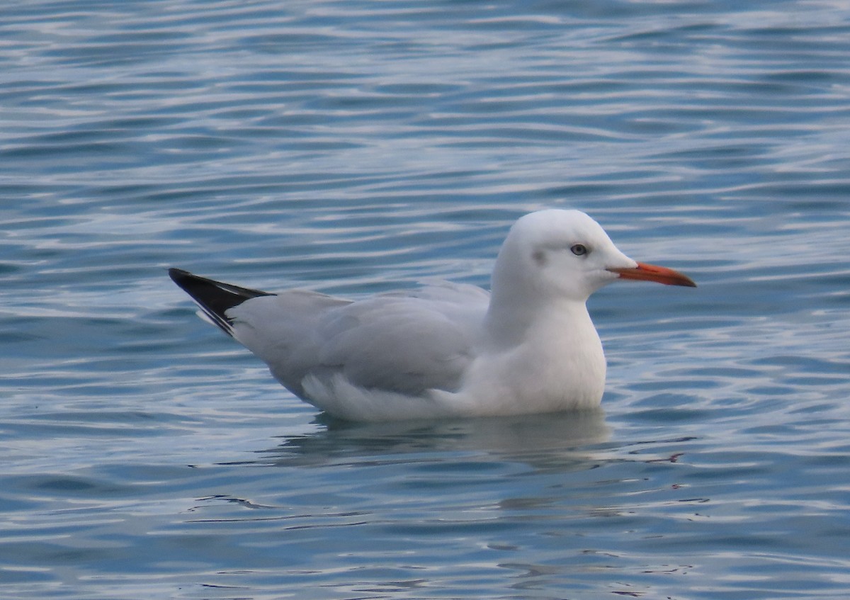 Морской голубок - ML647775487