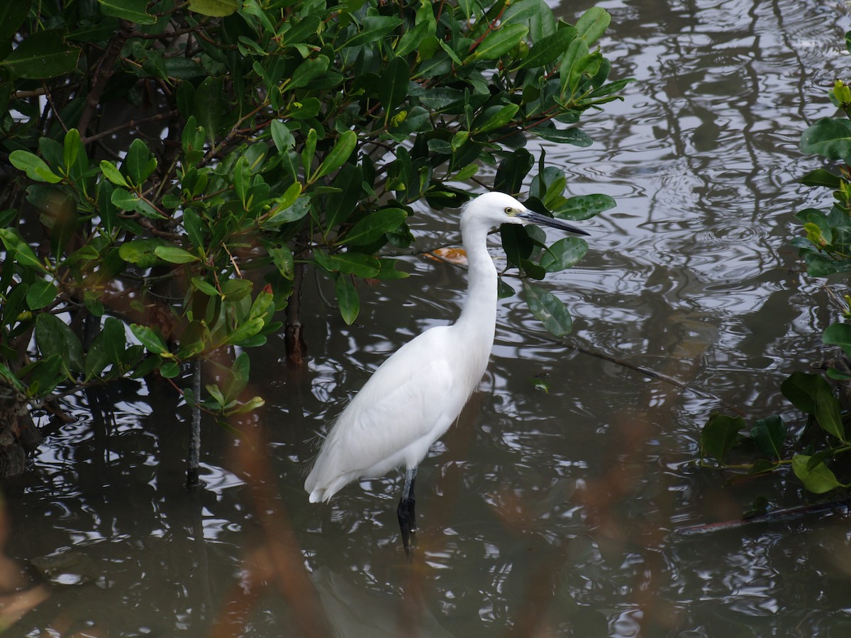 Medium Egret - ML647775492