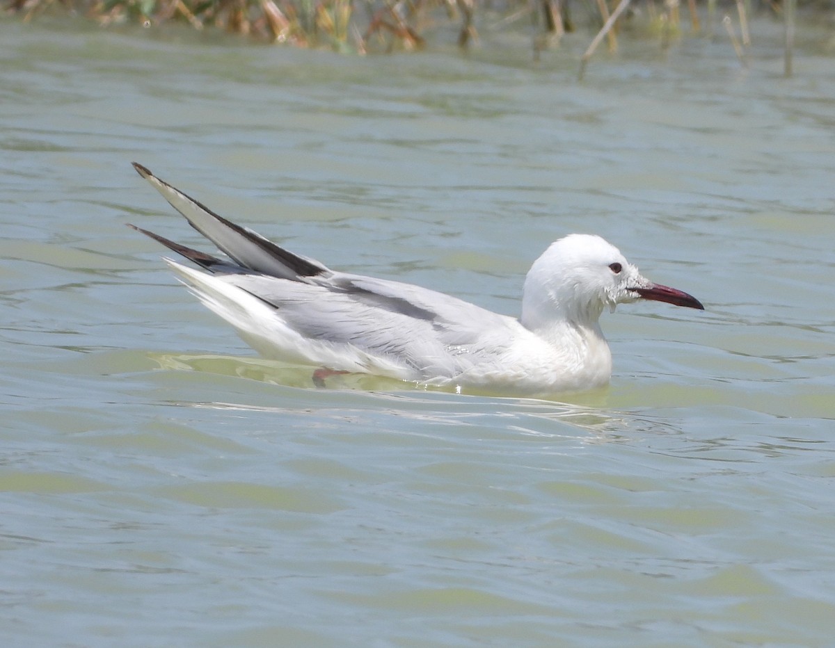 שחף צר-מקור - ML647775501
