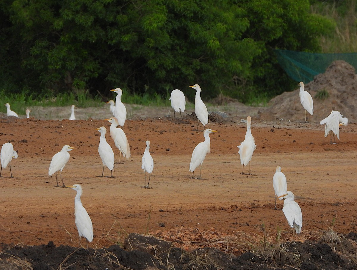 אנפית בקר מערבית - ML647775502